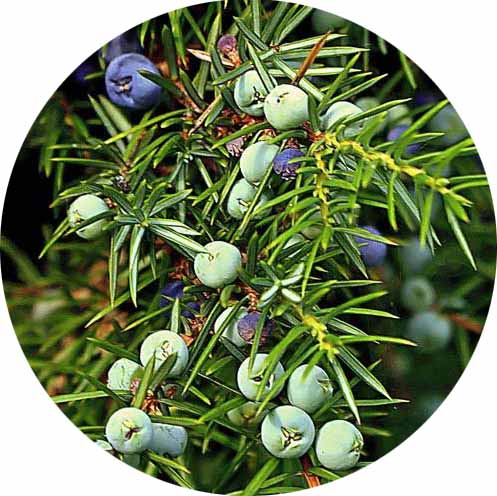 можжевельник аромат. розмарин эфирное масло дотерра. можжевельник, черная смородина, бергамот духи. можжевельник обыкновенный в медицине. можжевельник казацкий цветет.